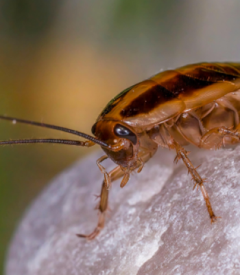 pestctrl4